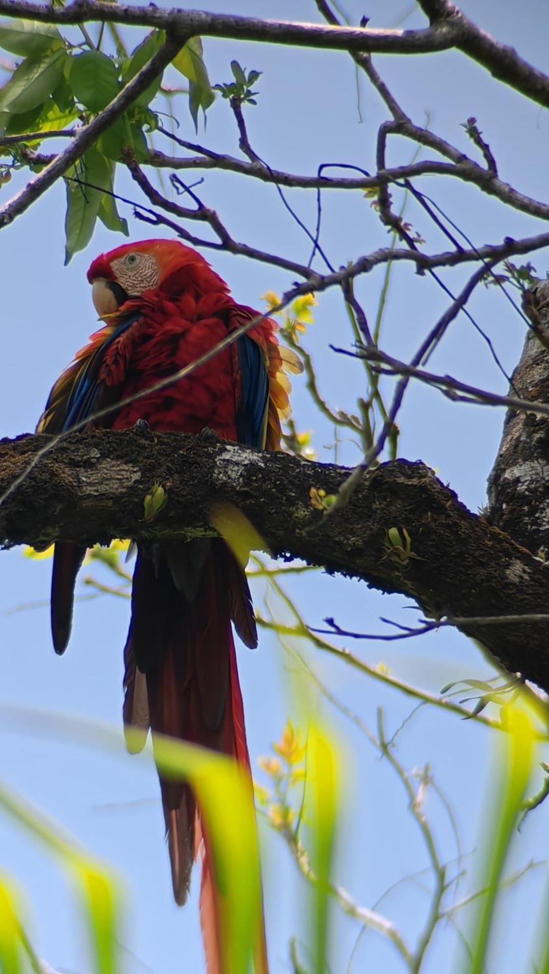 Drakes Bay Cabinas Corcovado Green Parrot, Los Planes Drake חדר תמונה